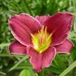 Denivka 'Little Missy' - Hemerocallis 'Little Missy'