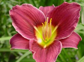 Denivka 'Little Missy' - Hemerocallis 'Little Missy'
