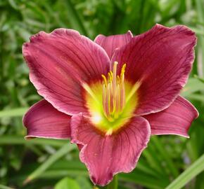 Denivka 'Little Missy' - Hemerocallis 'Little Missy'