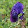 Kosatec nízký 'Hamburger Nacht' - Iris barbata-nana 'Hamburger Nacht'