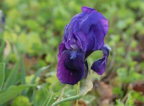Kosatec nízký 'Hamburger Nacht' - Iris barbata-nana 'Hamburger Nacht'