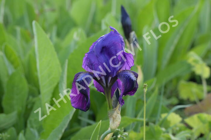 Kosatec nízký 'Hamburger Nacht' - Iris barbata-nana 'Hamburger Nacht'