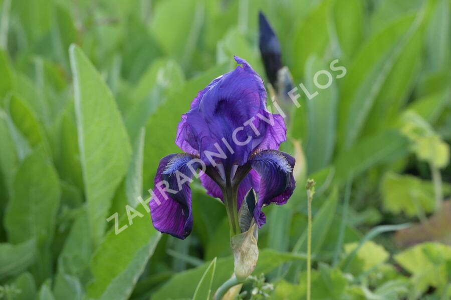 Kosatec nízký 'Hamburger Nacht' - Iris barbata-nana 'Hamburger Nacht'