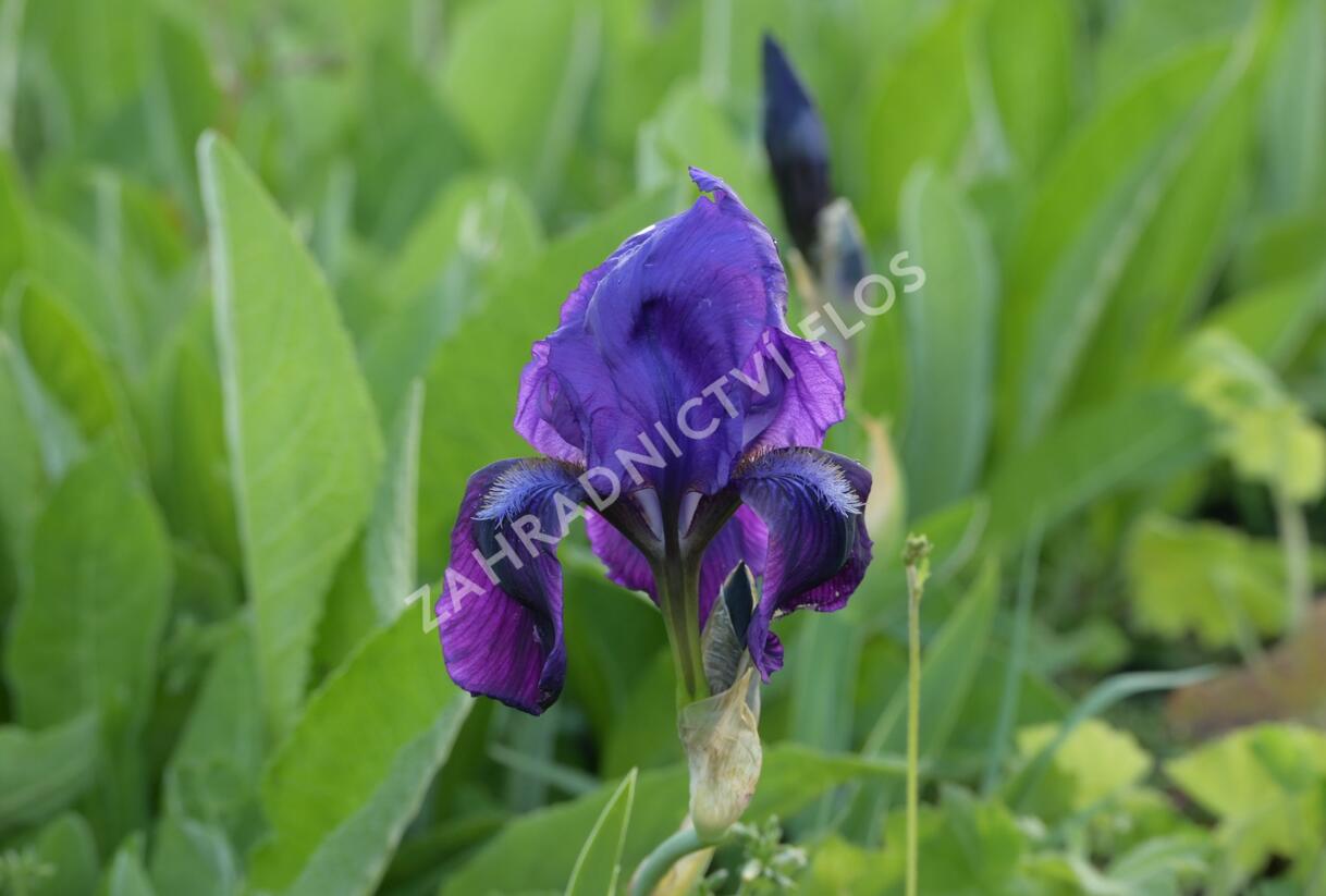 Kosatec nízký 'Hamburger Nacht' - Iris barbata-nana 'Hamburger Nacht'