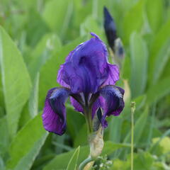 Kosatec nízký 'Hamburger Nacht' - Iris barbata-nana 'Hamburger Nacht'