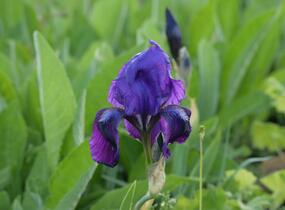 Kosatec nízký 'Hamburger Nacht' - Iris barbata-nana 'Hamburger Nacht'
