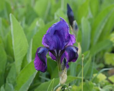 Kosatec nízký 'Hamburger Nacht'