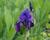 Kosatec nízký 'Hamburger Nacht'