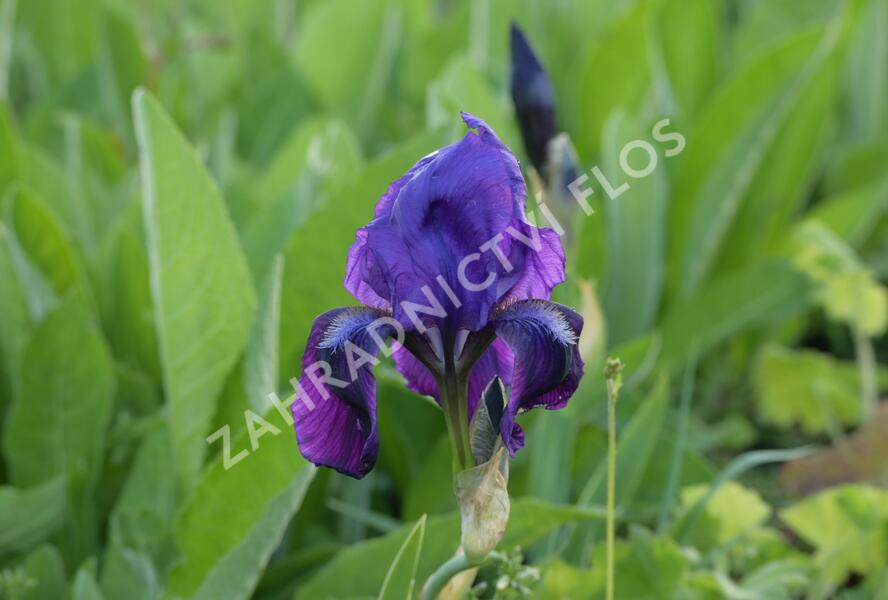 Kosatec nízký 'Hamburger Nacht' - Iris barbata-nana 'Hamburger Nacht'