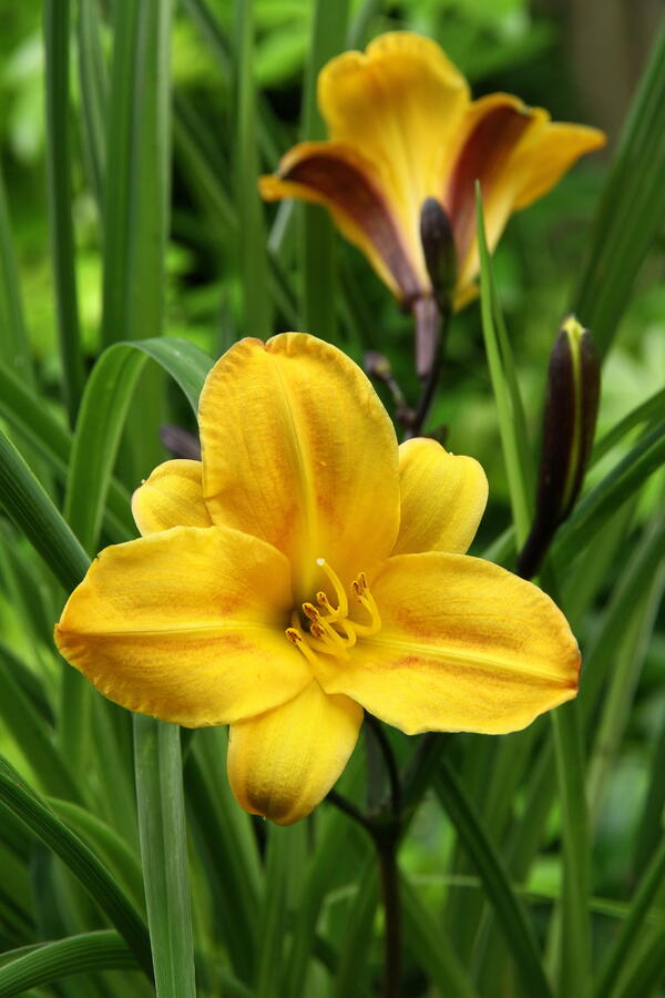 Denivka 'Golden Chimes' - Hemerocallis 'Golden Chimes'