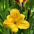 Denivka 'Golden Chimes' - Hemerocallis 'Golden Chimes'