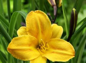 Denivka 'Golden Chimes' - Hemerocallis 'Golden Chimes'