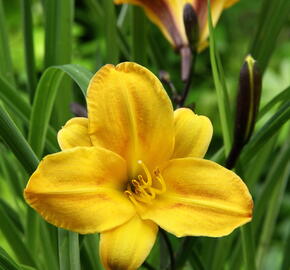 Denivka 'Golden Chimes' - Hemerocallis 'Golden Chimes'