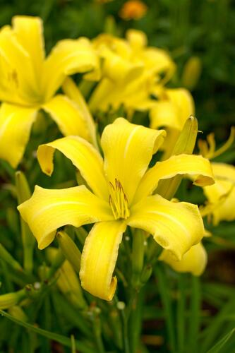 Denivka 'Lemon Madeline' - Hemerocallis 'Lemon Madeline'