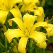 Denivka 'Lemon Madeline' - Hemerocallis 'Lemon Madeline'