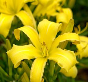 Denivka 'Lemon Madeline' - Hemerocallis 'Lemon Madeline'