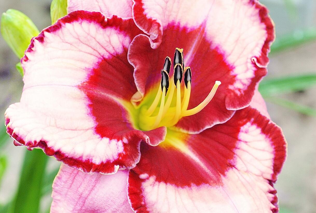 Denivka 'Lies and Lipstick' - Hemerocallis 'Lies and Lipstick'