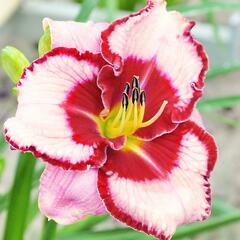 Denivka 'Lies and Lipstick' - Hemerocallis 'Lies and Lipstick'