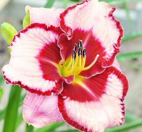 Denivka 'Lies and Lipstick' - Hemerocallis 'Lies and Lipstick'