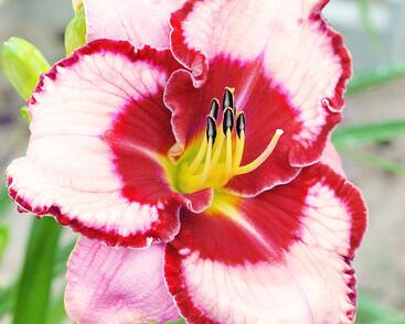 Denivka 'Lies and Lipstick'