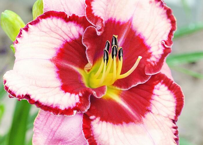 Denivka 'Lies and Lipstick' - Hemerocallis 'Lies and Lipstick'