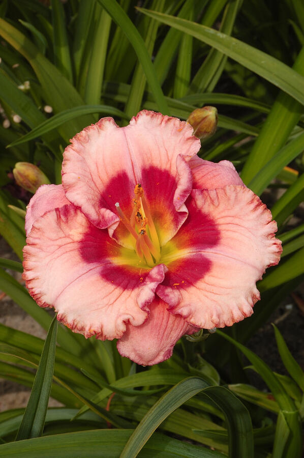 Denivka 'Cherry Valentine' - Hemerocallis 'Cherry Valentine'