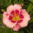 Denivka 'Cherry Valentine' - Hemerocallis 'Cherry Valentine'