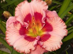 Denivka 'Cherry Valentine' - Hemerocallis 'Cherry Valentine'