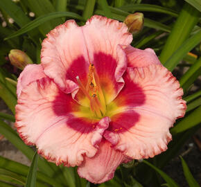 Denivka 'Cherry Valentine' - Hemerocallis 'Cherry Valentine'