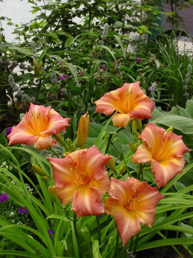 Denivka 'Children's Festival' - Hemerocallis 'Children's Festival'