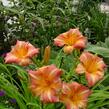 Denivka 'Children's Festival' - Hemerocallis 'Children's Festival'