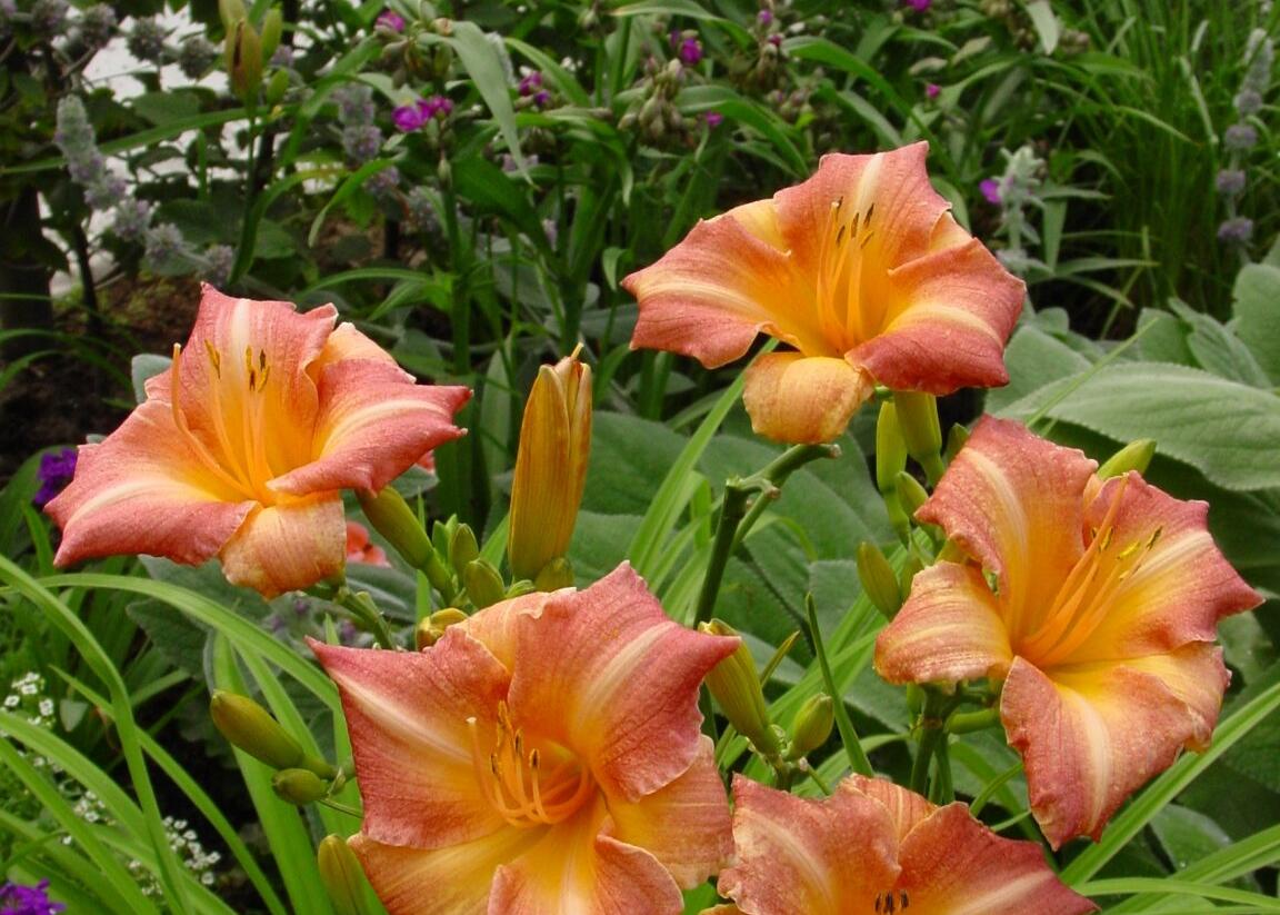 Denivka 'Children's Festival' - Hemerocallis 'Children's Festival'