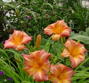 Denivka 'Children's Festival' - Hemerocallis 'Children's Festival'