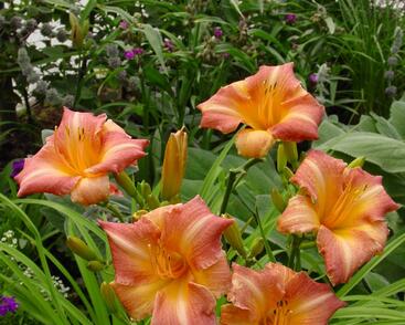 Denivka 'Children's Festival'