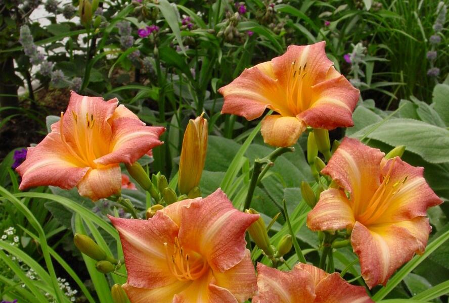 Denivka 'Children's Festival' - Hemerocallis 'Children's Festival'