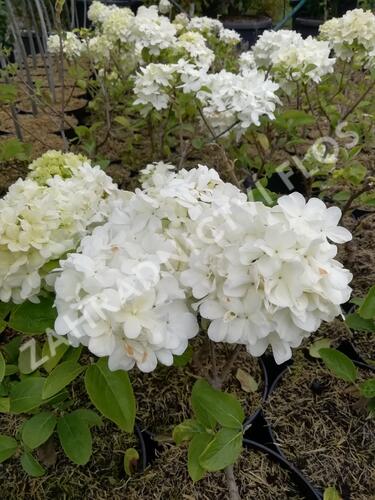 Kalina čínská - Viburnum macrocephalum