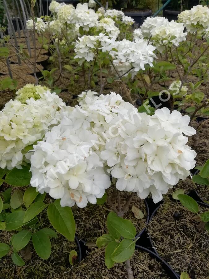 Kalina čínská - Viburnum macrocephalum