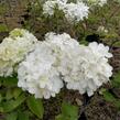 Kalina čínská - Viburnum macrocephalum