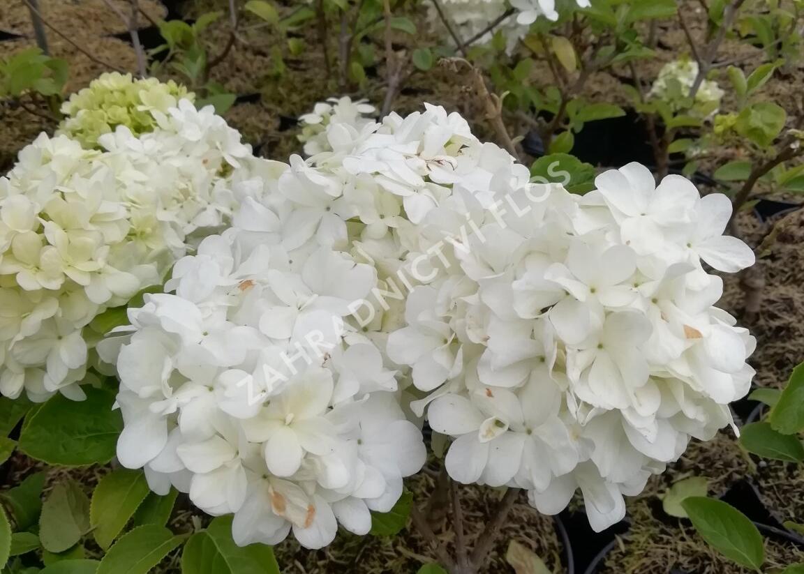 Kalina čínská - Viburnum macrocephalum
