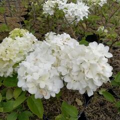 Kalina čínská - Viburnum macrocephalum