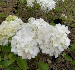 Kalina čínská - Viburnum macrocephalum