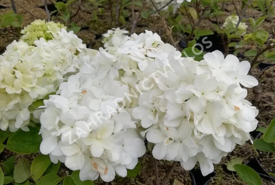 Kalina čínská - Viburnum macrocephalum