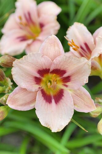 Denivka 'Wineberry Candy' - Hemerocallis 'Wineberry Candy'