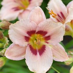 Denivka 'Wineberry Candy' - Hemerocallis 'Wineberry Candy'