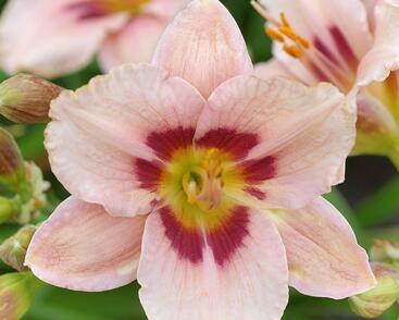 Denivka 'Wineberry Candy'