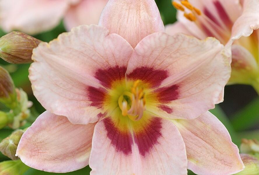 Denivka 'Wineberry Candy' - Hemerocallis 'Wineberry Candy'