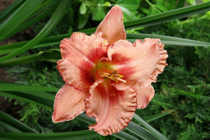 Denivka 'Broaden Your Horizons' - Hemerocallis 'Broaden Your Horizons'