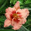 Denivka 'Broaden Your Horizons' - Hemerocallis 'Broaden Your Horizons'