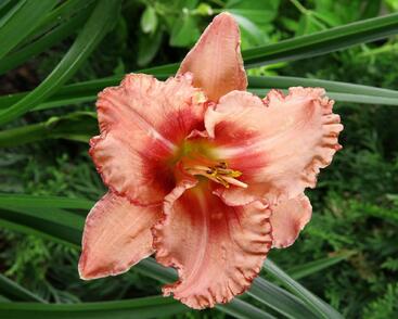 Denivka 'Broaden Your Horizons'