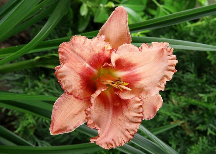 Denivka 'Broaden Your Horizons' - Hemerocallis 'Broaden Your Horizons'